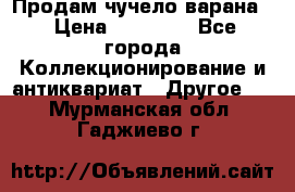 Продам чучело варана. › Цена ­ 15 000 - Все города Коллекционирование и антиквариат » Другое   . Мурманская обл.,Гаджиево г.